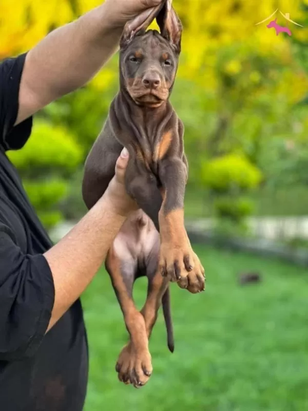 Kızıl Siyah Irk Ve Sağlık Garantili Doberman Yavrular