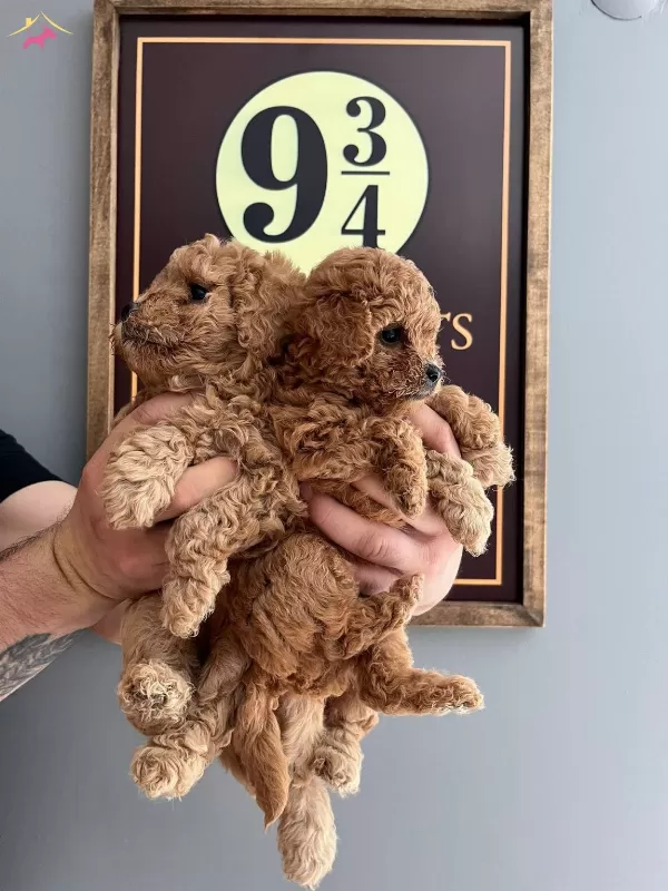 Kif Fci A Scrli Ev Uretimi Toy Poodle Yavrularımiz