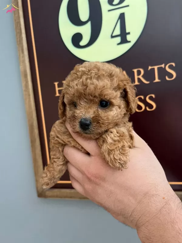 Kif Fci A Scrli Ev Uretimi Toy Poodle Yavrularımiz
