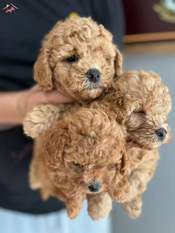 Kif Fci A Scrli Ev Uretimi Toy Poodle Yavrularımiz