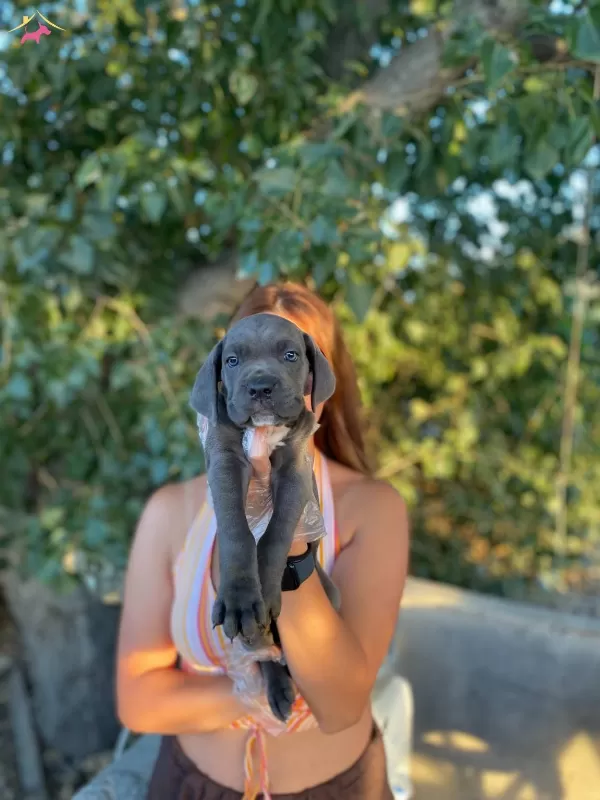 Blue Siyah Irk Ve Saglik Garantili Cane Corso Yavrularım