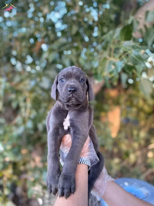 Blue Siyah Irk Ve Saglik Garantili Cane Corso Yavrularım