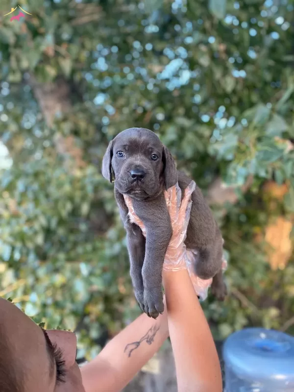 Blue Siyah Irk Ve Saglik Garantili Cane Corso Yavrularım