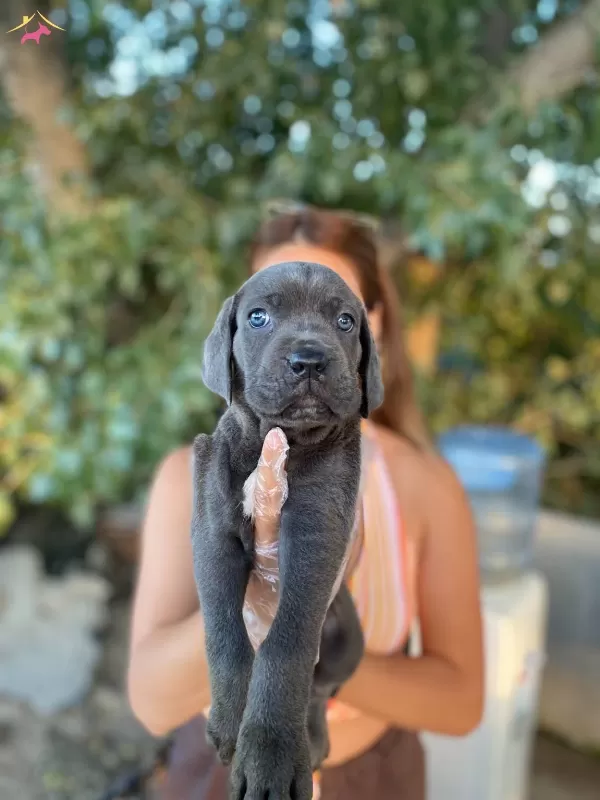 Blue Siyah Irk Ve Saglik Garantili Cane Corso Yavrularım