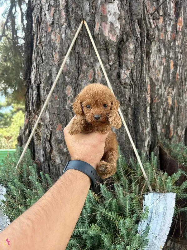 Orijinal Toy Poodle Bebekler