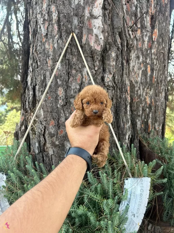 Orijinal Toy Poodle Bebekler