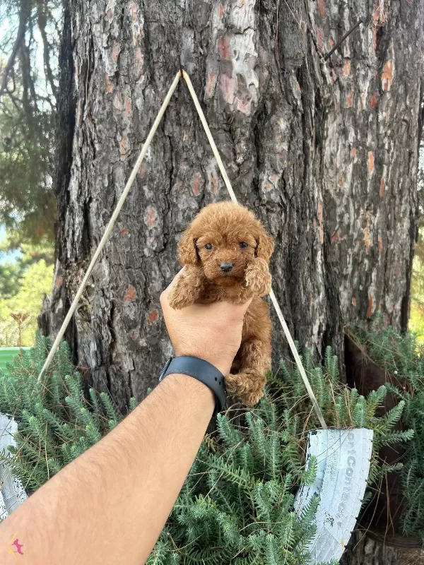 Orijinal Toy Poodle Bebekler