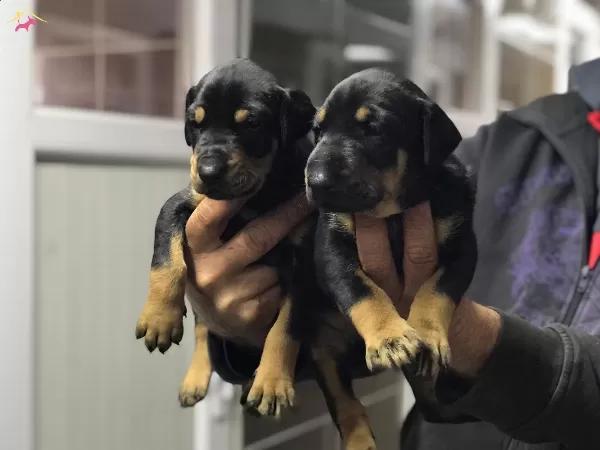 Safkan Doberman Yavrularımız
