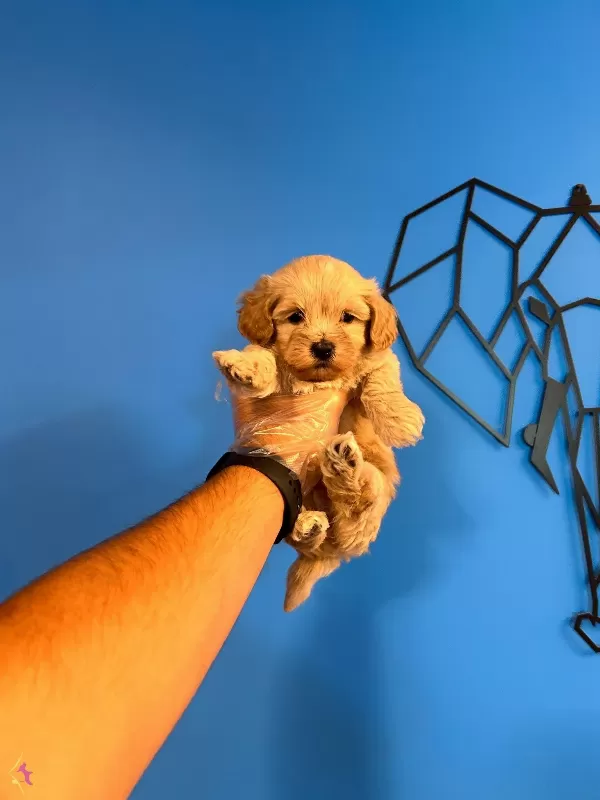 Orijinal Irk Ve Saglik Garantili Maltipoo Bebekler