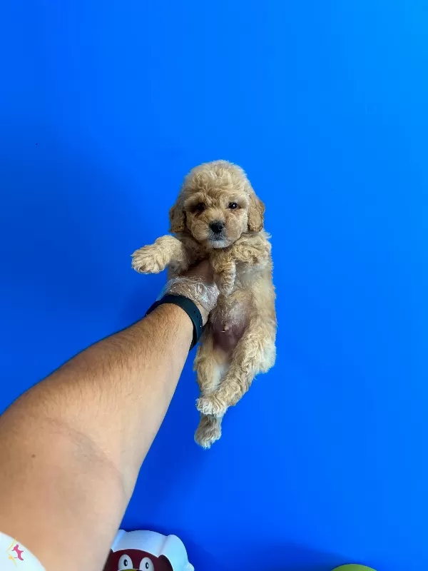 Oyuncak Bebek Toy Poodle Bebekler