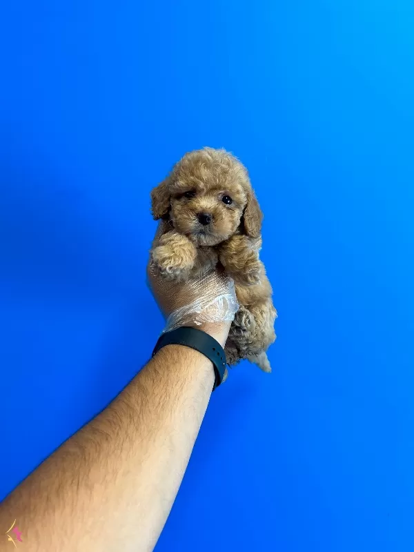 Oyuncak Bebek Toy Poodle Bebekler
