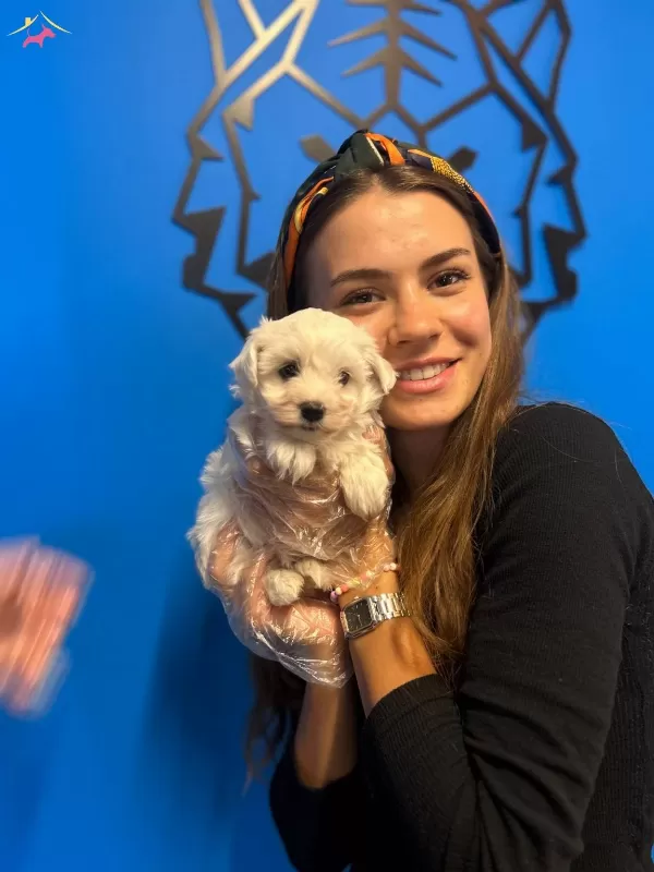 Kar Beyaz Ok Zel Maltese Terrier Yavrularımiz