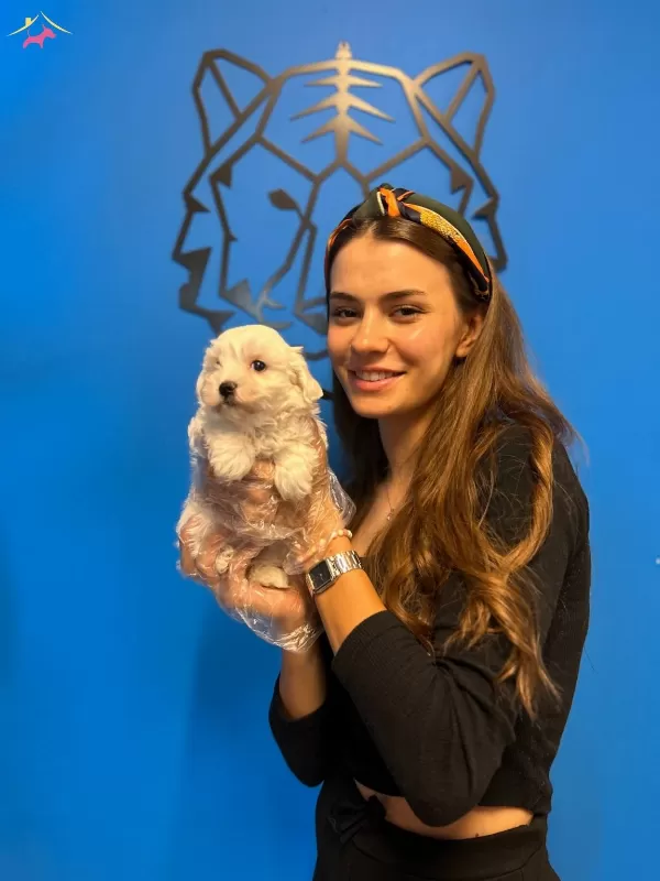 Kar Beyaz Ok Zel Maltese Terrier Yavrularımiz