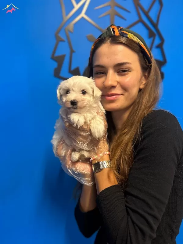Kar Beyaz Ok Zel Maltese Terrier Yavrularımiz