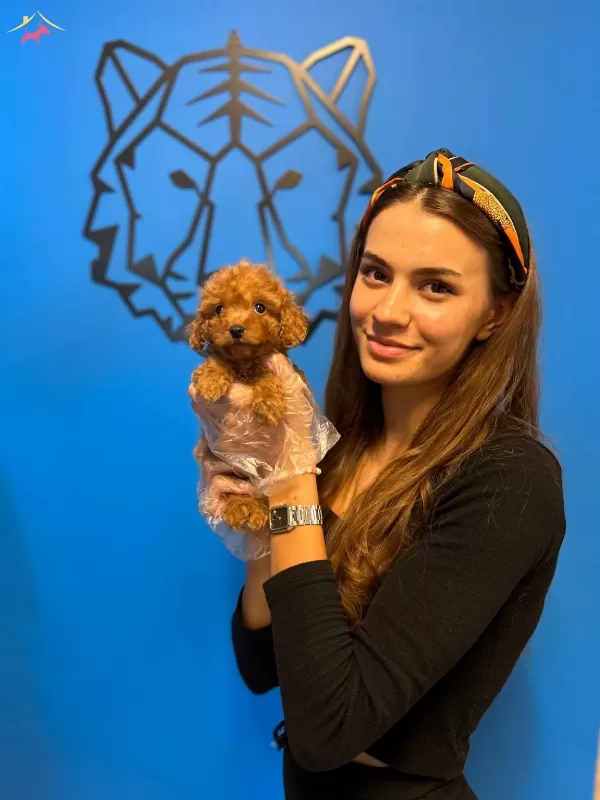 Red Brown Boyutlari Garantili Toy Poodle Yavrularımiz