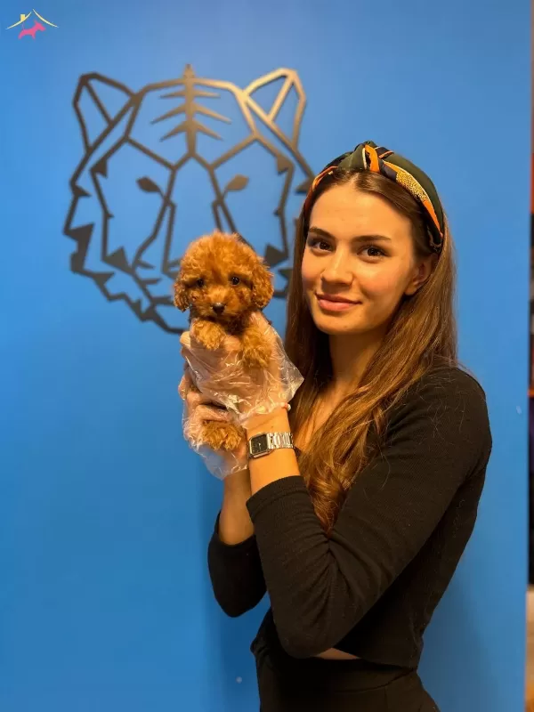 Red Brown Boyutlari Garantili Toy Poodle Yavrularımiz