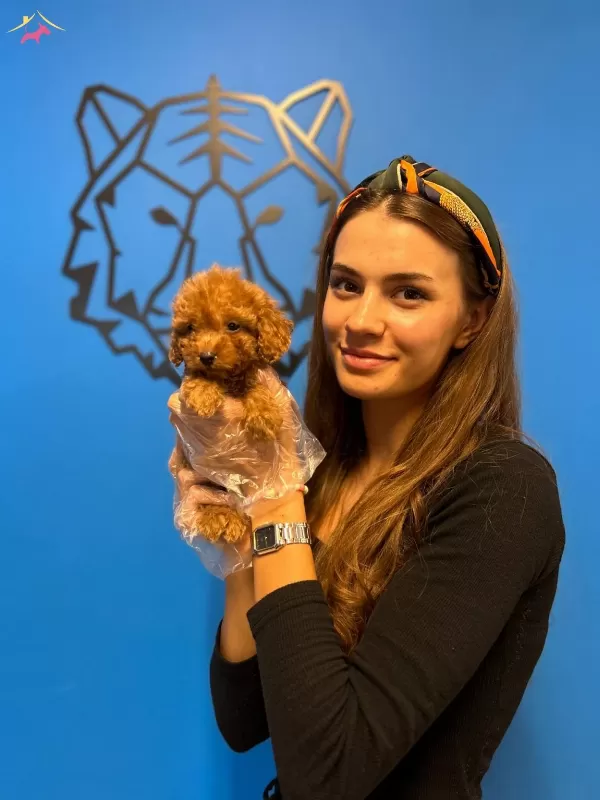 Red Brown Boyutlari Garantili Toy Poodle Yavrularımiz