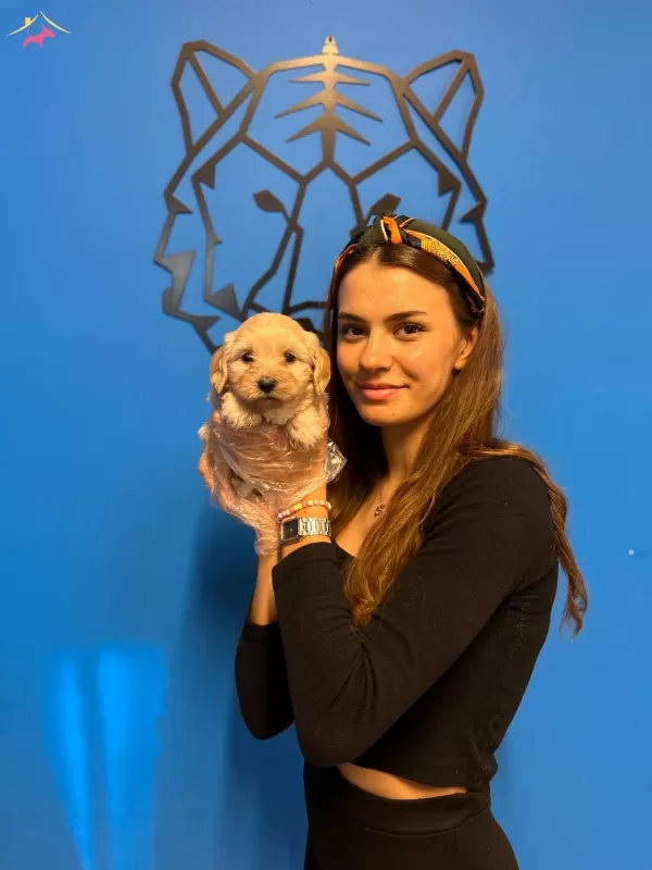 Mukemmel Maltipoo Yavrularımız