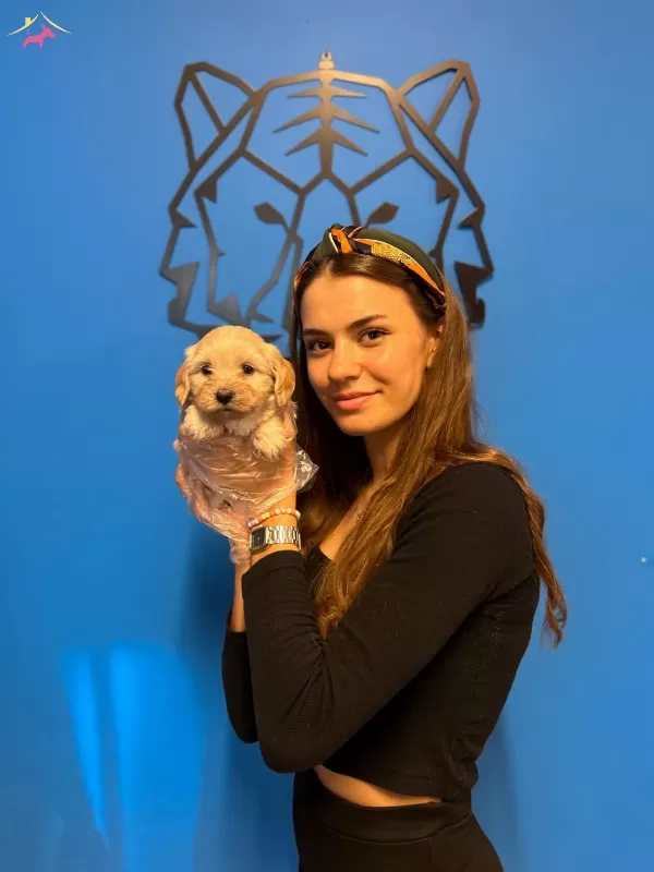 Mukemmel Maltipoo Yavrularımız