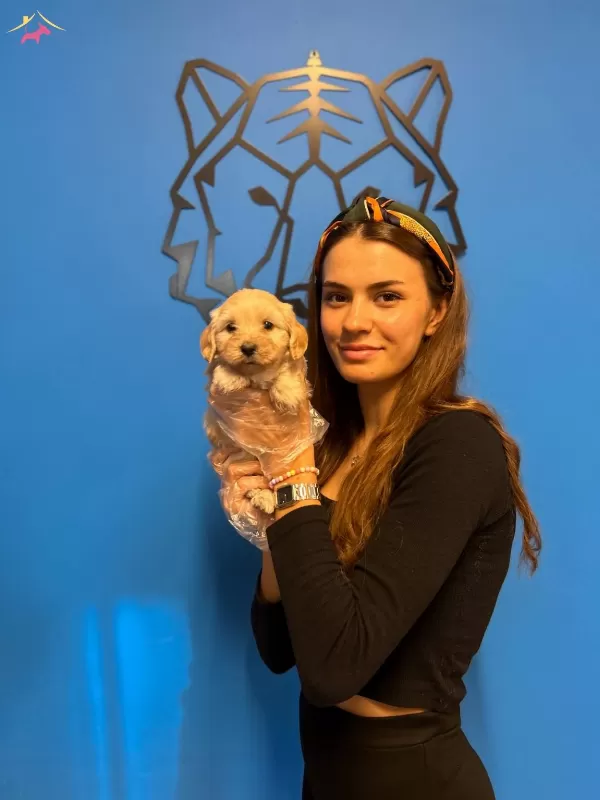 Mukemmel Maltipoo Yavrularımız