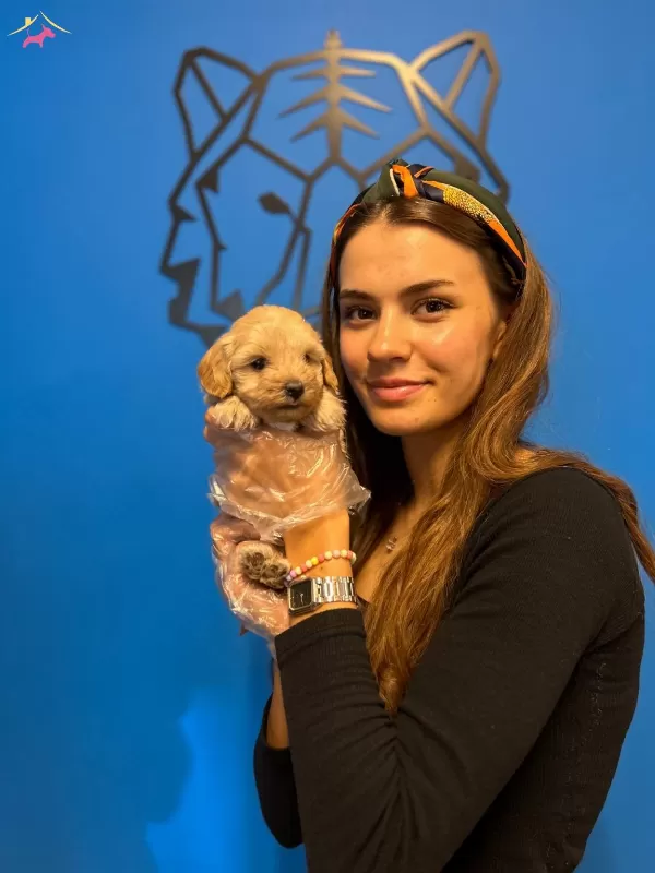 Mukemmel Maltipoo Yavrularımız