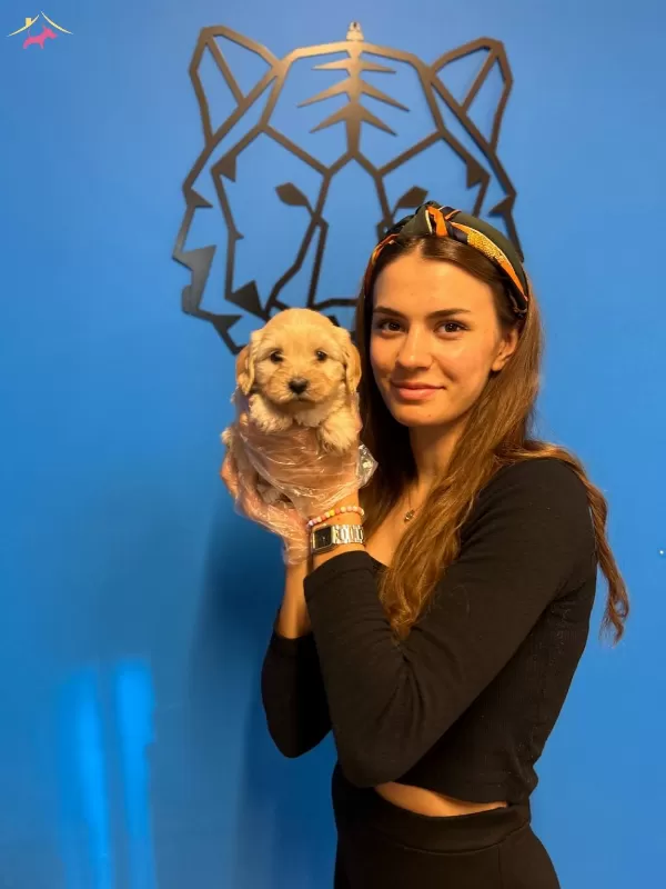 Mukemmel Maltipoo Yavrularımız