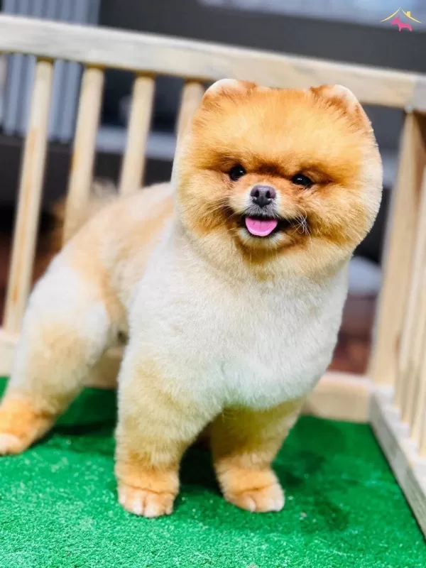 100 Irk Garantili Ayı Surat Pomeranian Boo Yavrularım