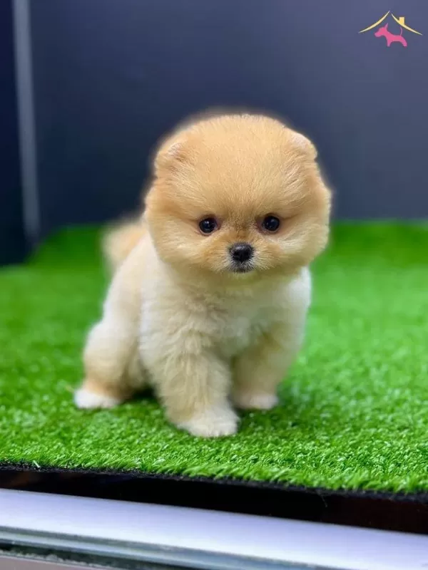 100 Irk Garantili Ayı Surat Pomeranian Boo Yavrularım