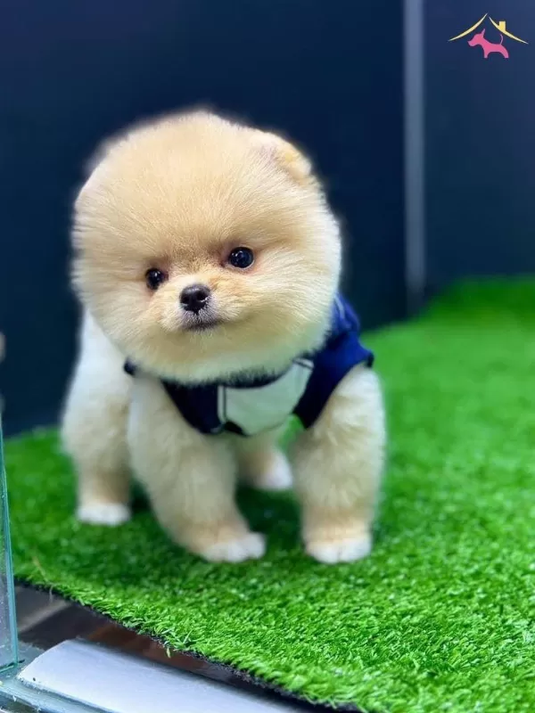 100 Irk Garantili Ayı Surat Pomeranian Boo Yavrularım