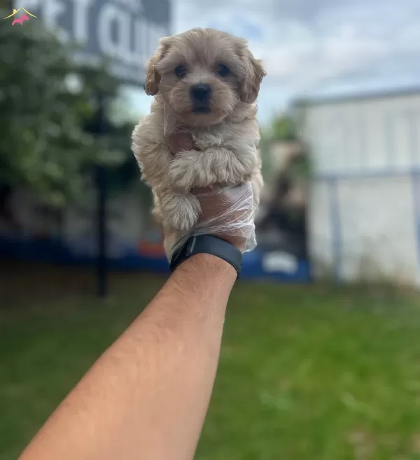 Sempatik Maltipoo Bebekler
