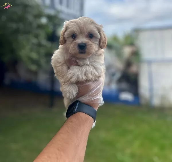 Sempatik Maltipoo Bebekler