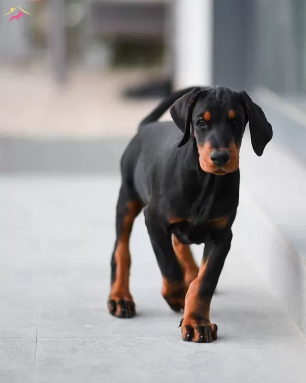 Durusunda Asalet Olan Doberman Yavrularım