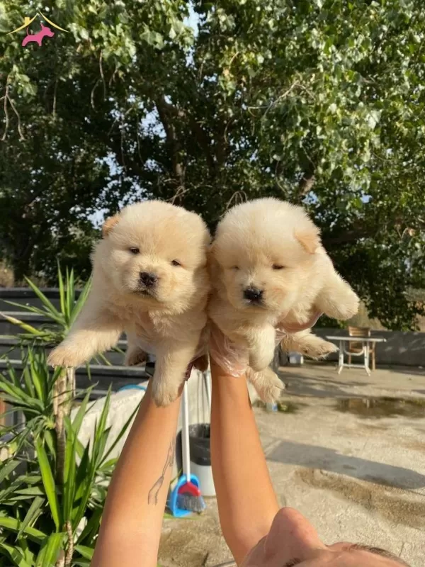 Ayı Surat Chow Chow Bebeklerim