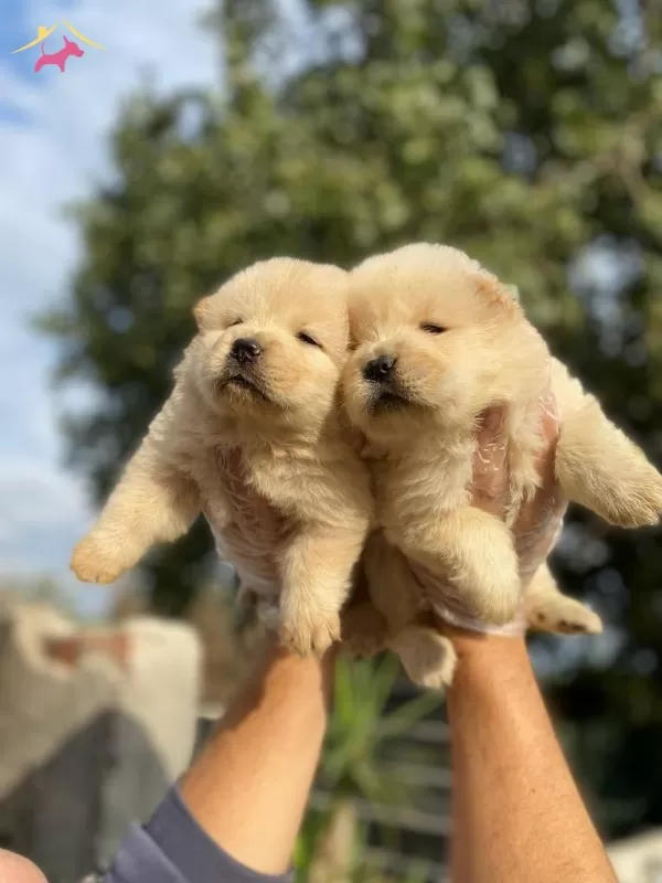 Ayı Surat Chow Chow Bebeklerim