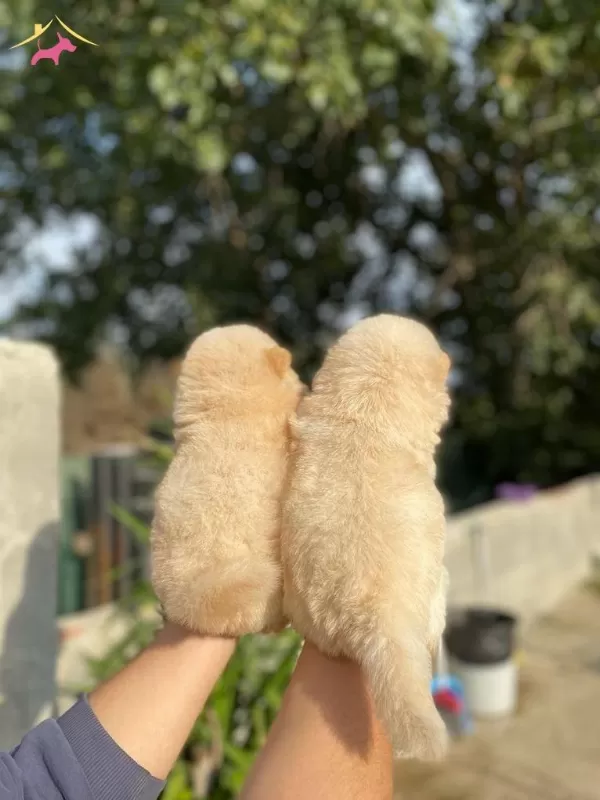 Ayı Surat Chow Chow Bebeklerim