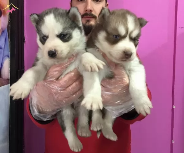 Sibirya Kurdu Husky Yavrularımiz