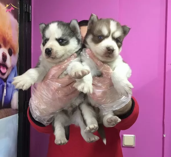 Sibirya Kurdu Husky Yavrularımiz