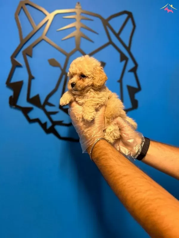 Oyuncak Surat Toy Poodle Bebeklerimiz