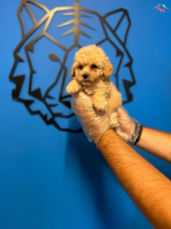 Oyuncak Surat Toy Poodle Bebeklerimiz