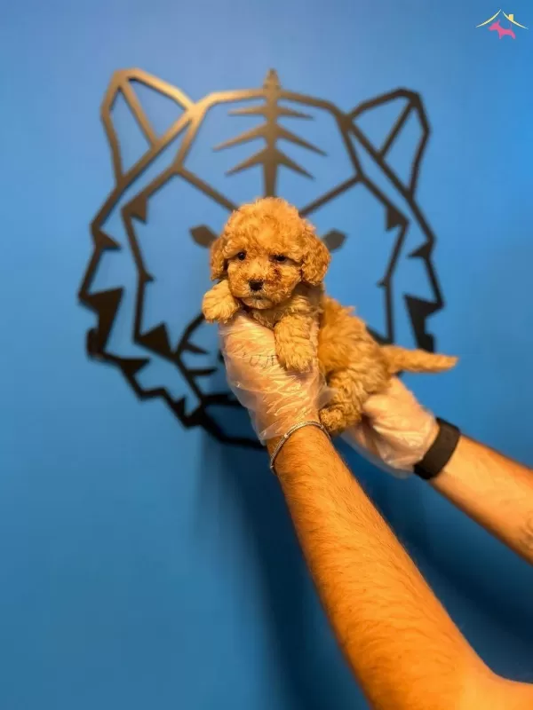 Oyuncak Surat Toy Poodle Bebeklerimiz