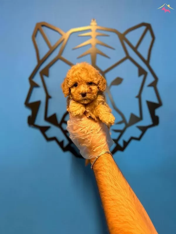 Oyuncak Surat Toy Poodle Bebeklerimiz