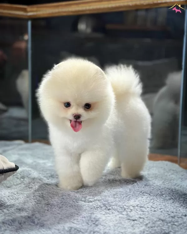 Teddy Boo Pomeranian Yavrularımız