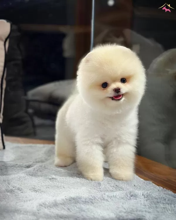 Teddy Boo Pomeranian Yavrularımız