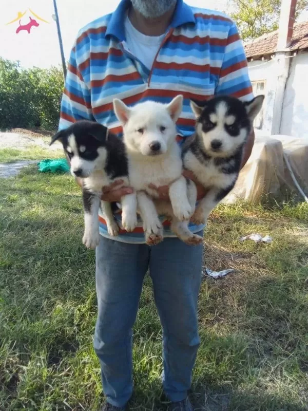 Buz Mavisi Göz Husky (sibirya) Yavrularım