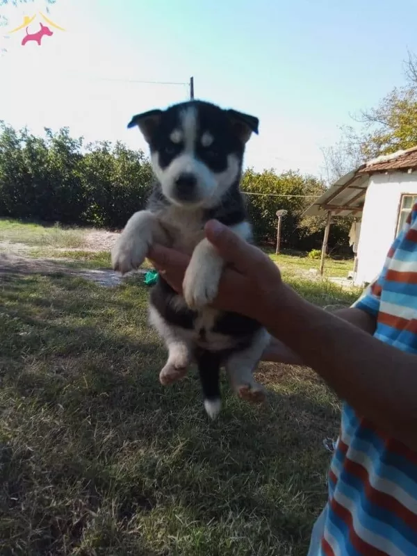 Buz Mavisi Göz Husky (sibirya) Yavrularım