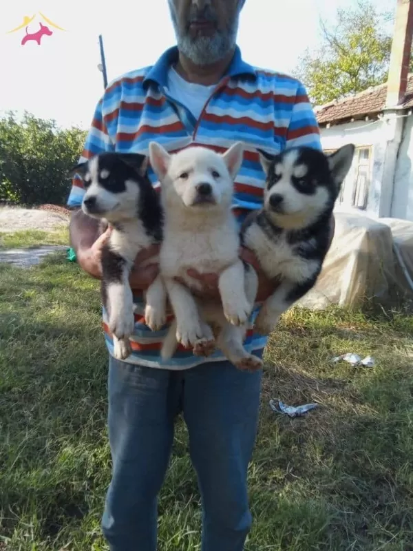 Buz Mavisi Göz Husky (sibirya) Yavrularım