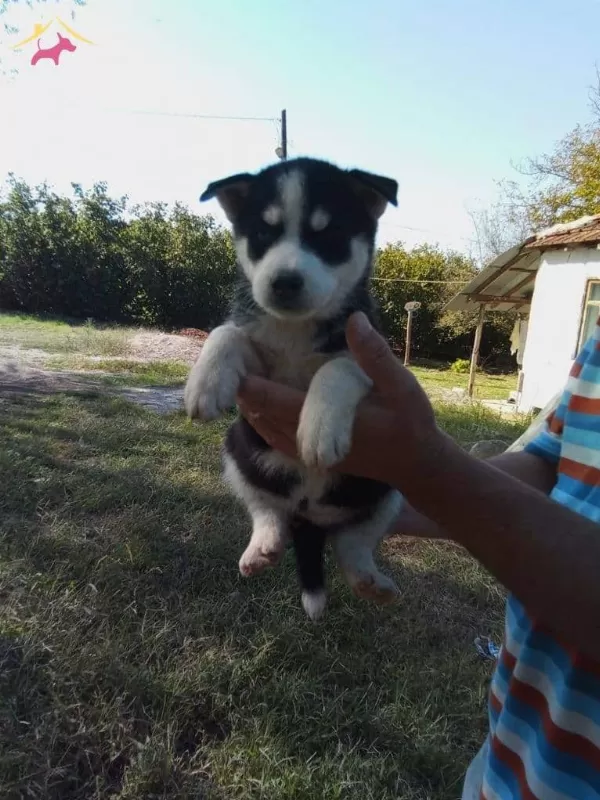 Buz Mavisi Göz Husky (sibirya) Yavrularım