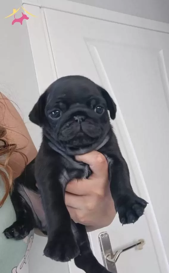 Sevimli Pug Bebeklerim