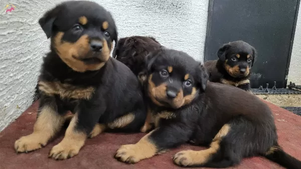 Safkan Irk Garantili Rottweiler Yavrular