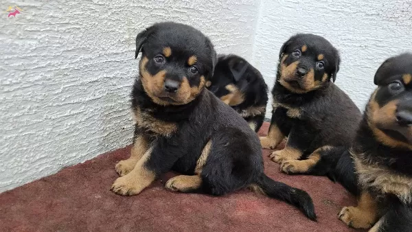 Safkan Irk Garantili Rottweiler Yavrular